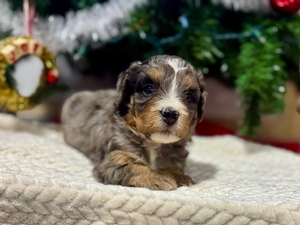 Oakley's Merle Female #2 (Reserved for Megan R. from Sioux Falls, SD)