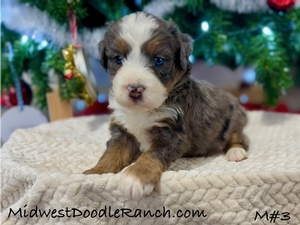 Oakley's Merle Male #3- Reserved for Mimi M.