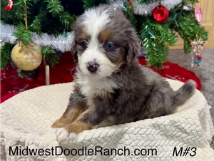 Oakley's Merle Male #3- Reserved for Mimi M.