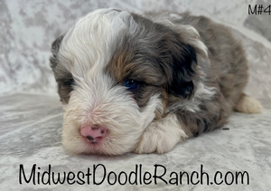 Kona's Tri Merle Male #4- RESERVED for Jo S.