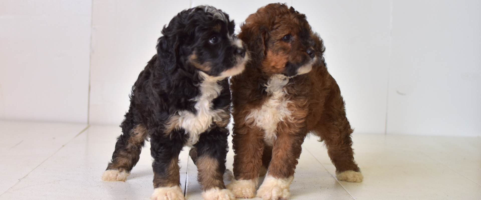 Two Mini Bernedoodles